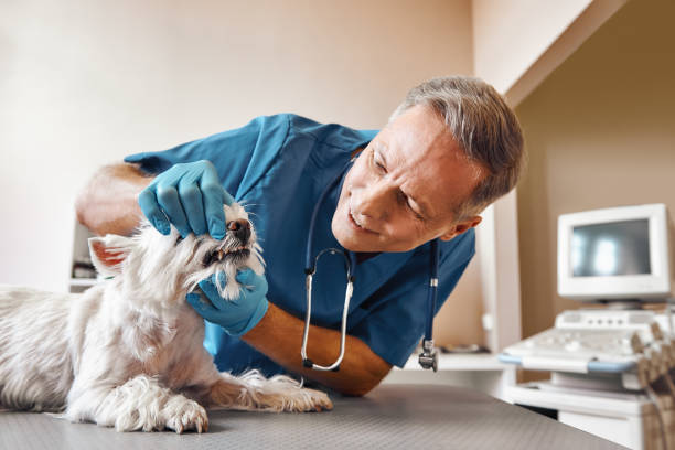 Best Emergency Dental Care for Broken or Chipped Teeth in Neshanic Station, NJ